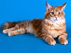 Tabitha, Maine Coon